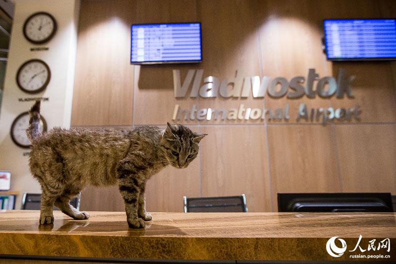 Кошка-воришка стала талисманом хоккейной команды России