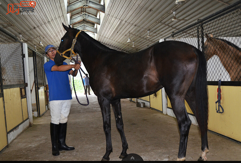 Посещение Национального центра ахалтекинских лошадей
