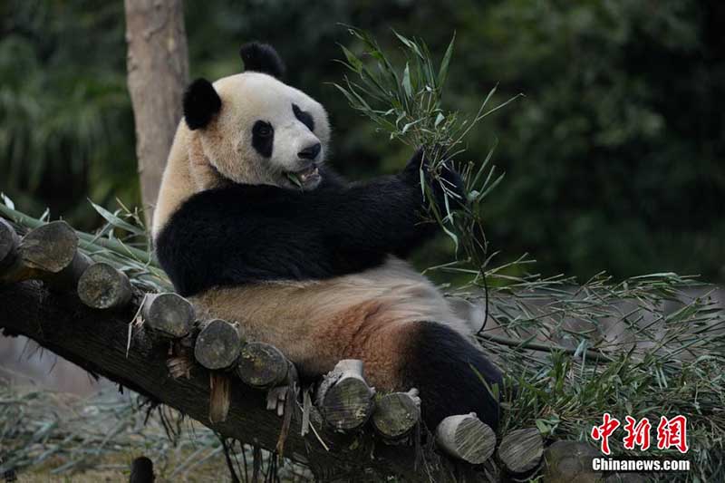 Панды Юаньсинь и Хуани отправились в Южную Корею для участия в научно-исследовательском сотрудничестве