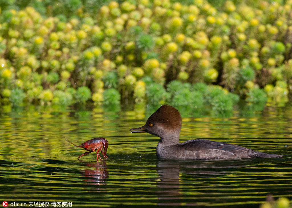 Фотограф поймал необычные кадры моментов хищничества
