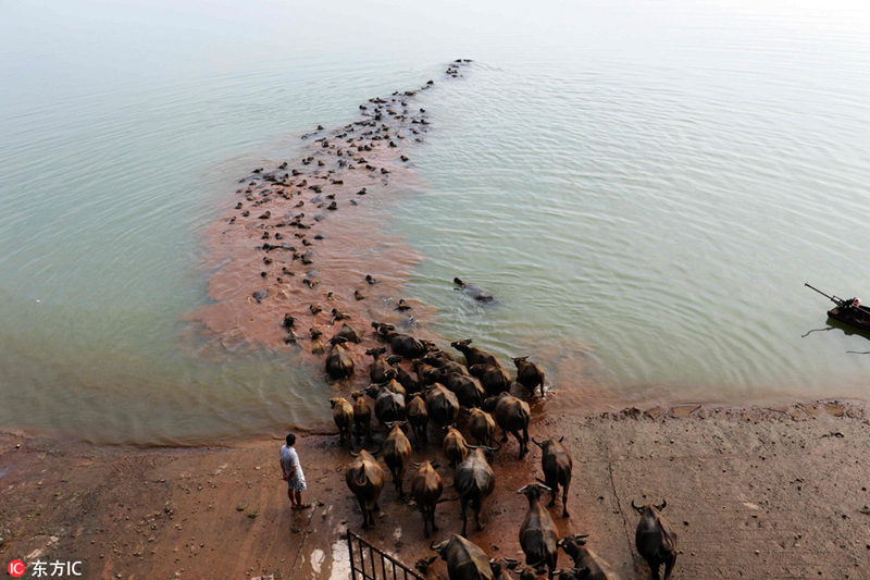 Сотни буйволов переправились через реку в провинции Сычуань