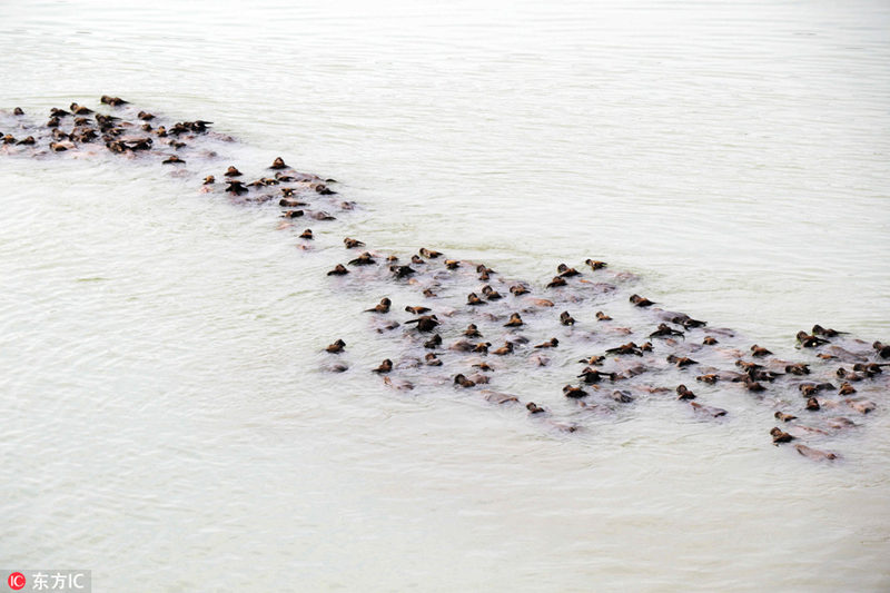 Сотни буйволов переправились через реку в провинции Сычуань