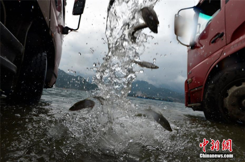 1,4 млн редких рыб выпущены в районе водохранилища Санься