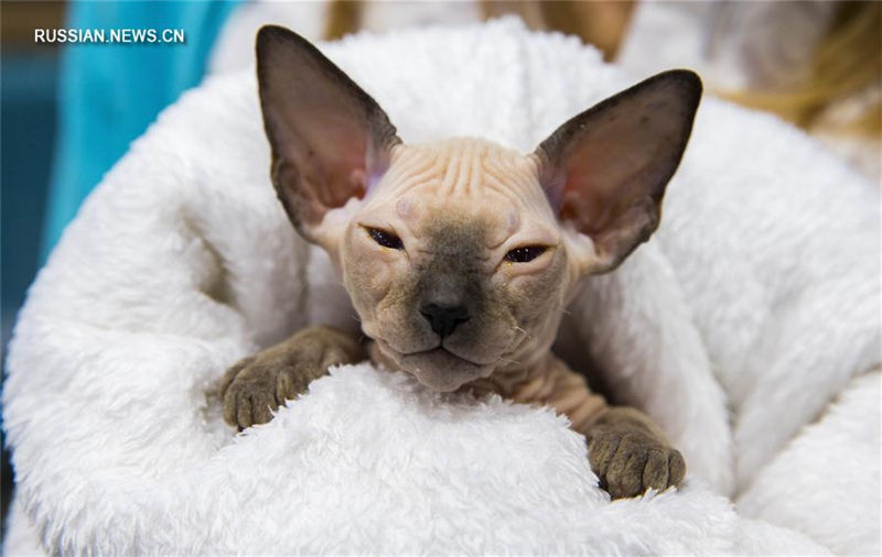 В Алматы проходит выставка кошек