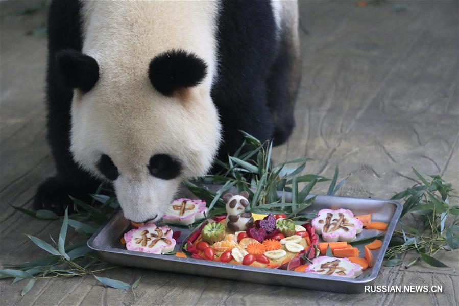 Панд в Цзинане угостили "пряниками" в честь Праздника середины осени