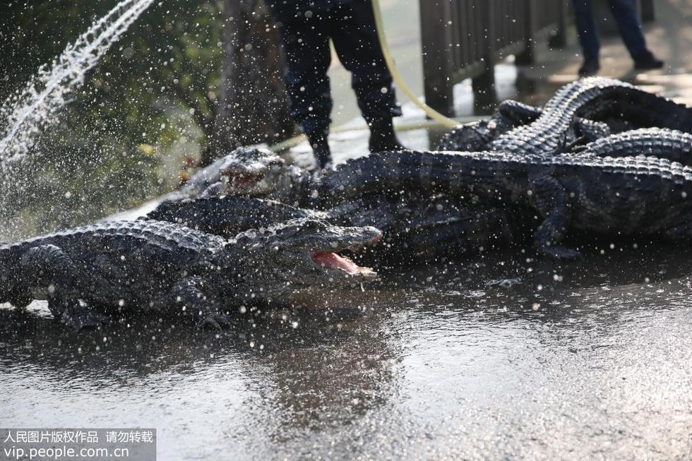 Самая многочисленная популяция китайских аллигаторов начала готовиться к зиме