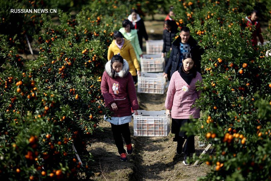 Сбор урожая "сахарных" мандаринов в уезде Юнфу