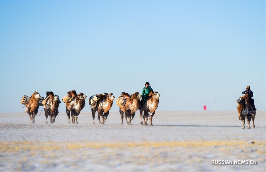 Фестиваль верблюдов в АР Внутренняя Монголия