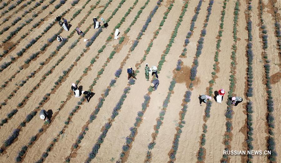 Сбор лаванды на экобазе "Айи" вблизи пустыни Му-Ус