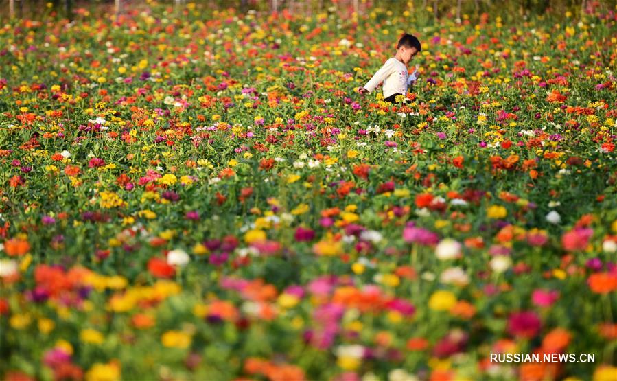 Развитие растениеводства в уезде Яньлин провинции Хэнань