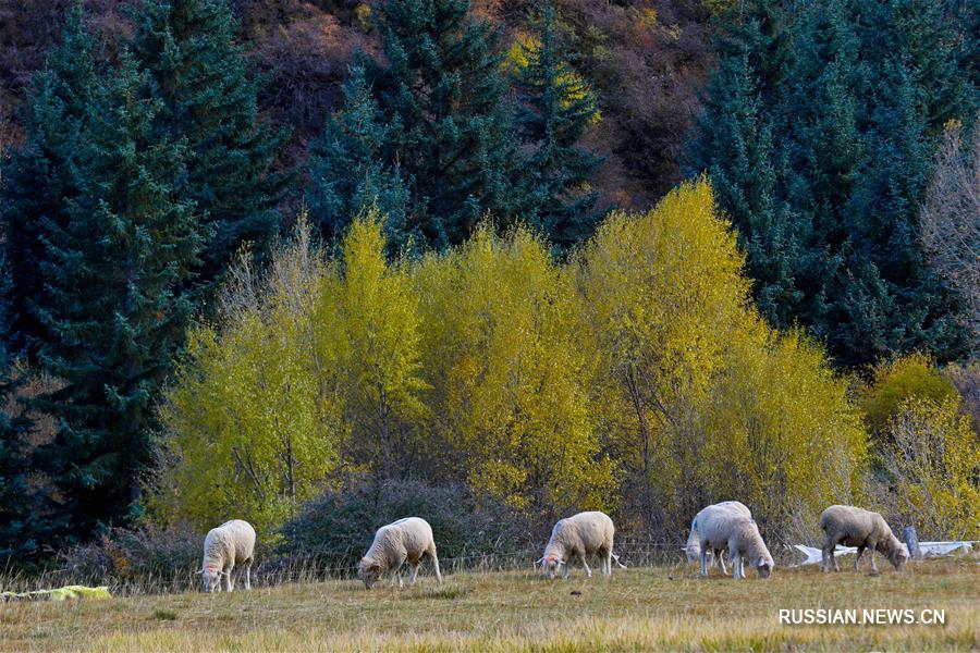Осенние пейзажи в провинции Ганьсу