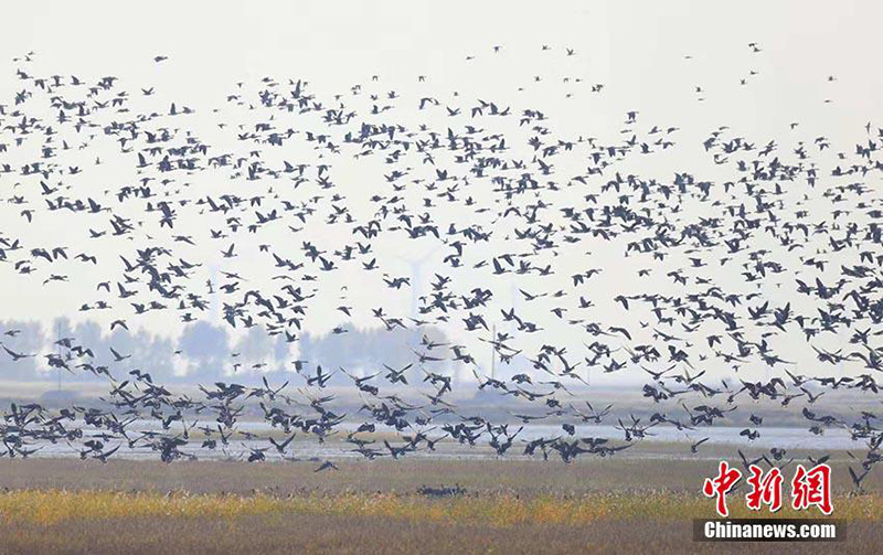 Перелетные птицы прилетели в природный заповедник Мелмег провинции Цзилинь