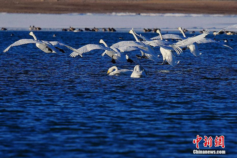 Около 100 лебедей прилетели на зимовку на водохранилище Цзиньчуанься