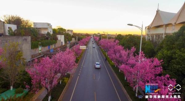 В Куньмине расцвели деревья вишни