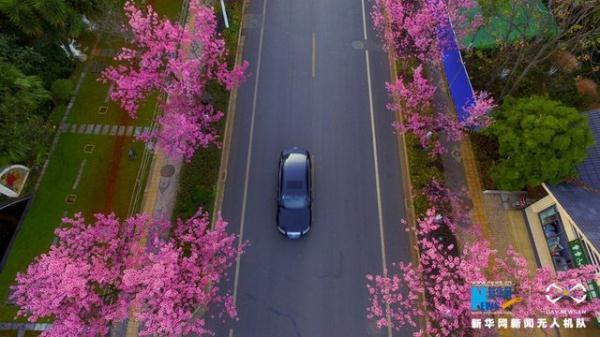 В Куньмине расцвели деревья вишни