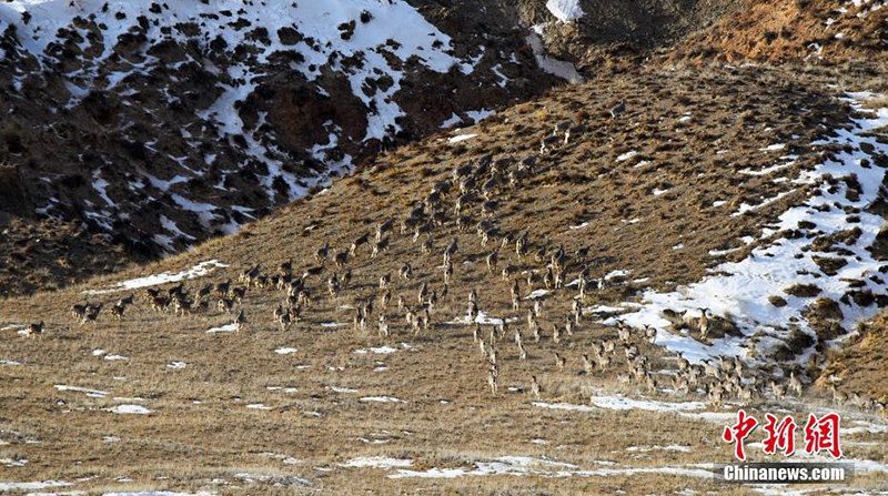 Голубые бараны в поисках пищи на Северо-Западе Китая