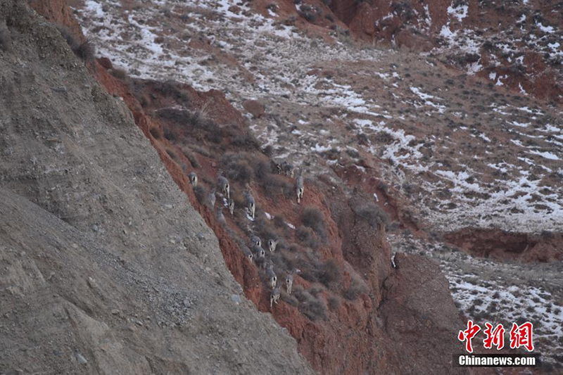 Голубые бараны в поисках пищи на Северо-Западе Китая