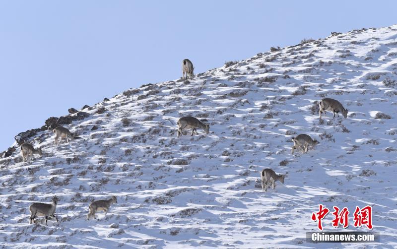 Голубые бараны в поисках пищи на Северо-Западе Китая