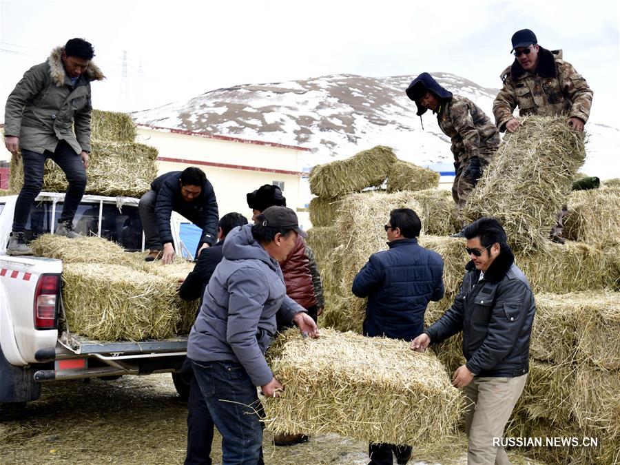 Власти Юйшу пров. Цинхай перебрасывают корм для скота в районы, пострадавшие от снегопадов