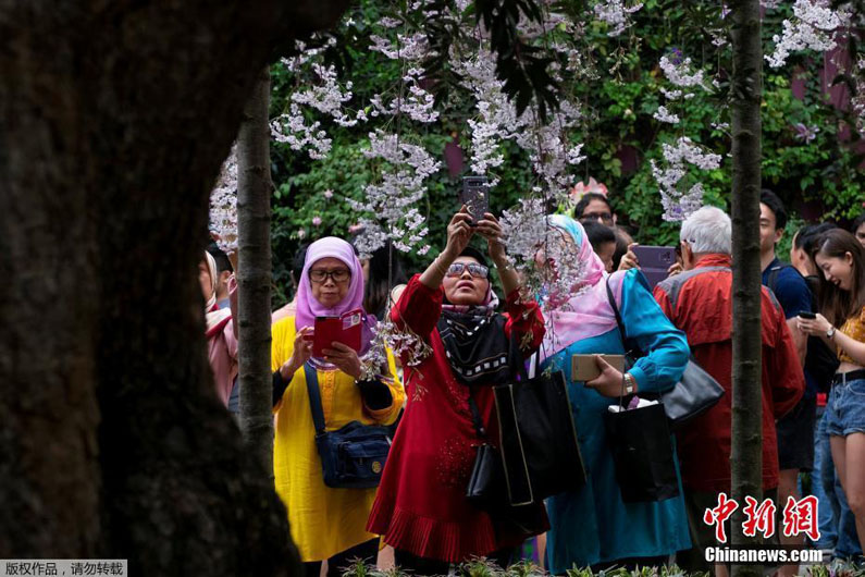 Цветущая сакура в разных уголках мира