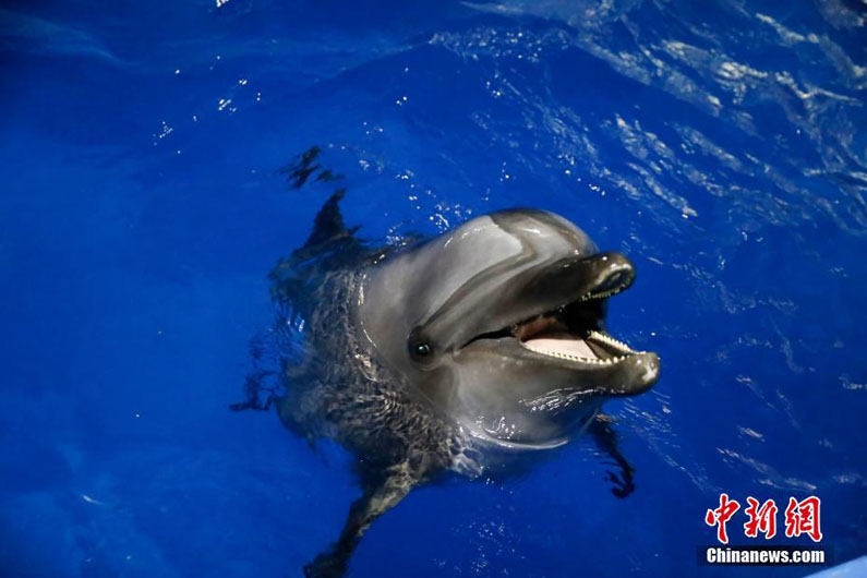 Улыбающиеся животные в зоопарке города Чунцин Китая