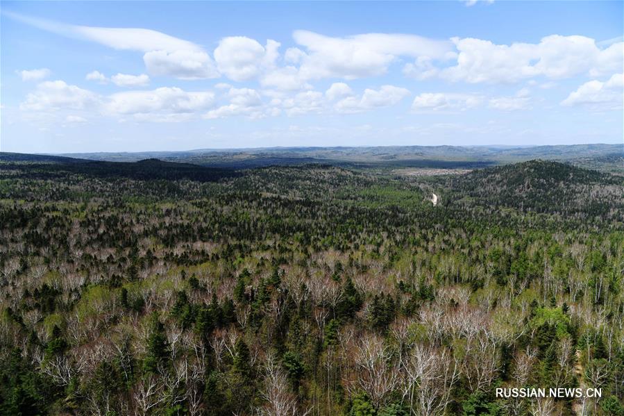 Красивый лесопарк "Шилинь" в провинции Хэйлунцзян привлекает множество туристов