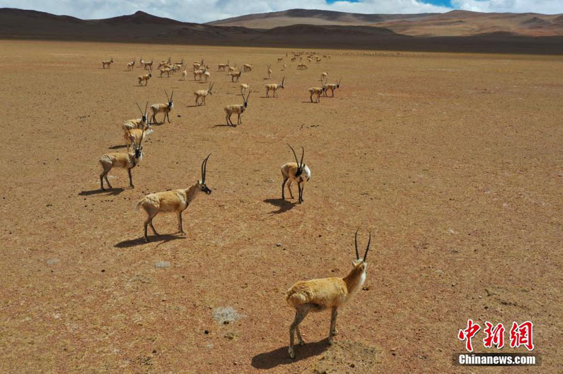 Миграция оронго в округе Нгари Тибета