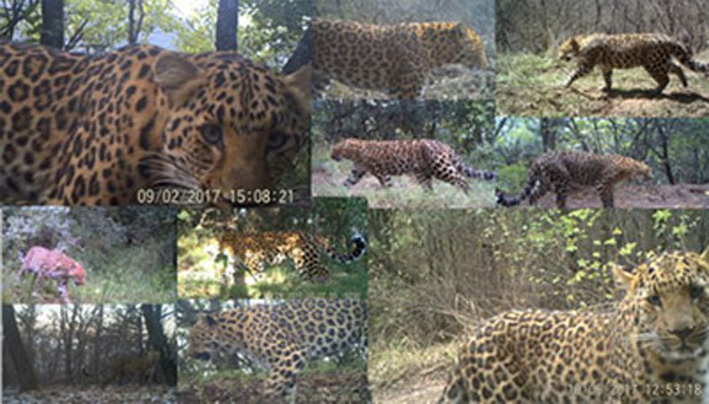 На скрытую камеру попали разные редкие животные в природном заповеднике Уцзяо в Юго-Западном Китае