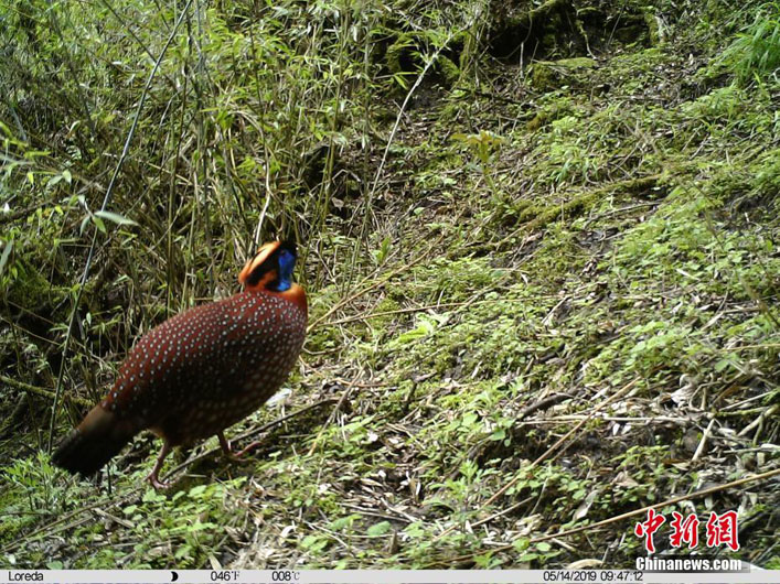 На скрытую камеру попали разные редкие животные в природном заповеднике Уцзяо в Юго-Западном Китае