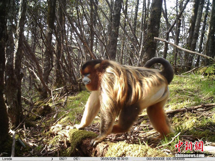 На скрытую камеру попали разные редкие животные в природном заповеднике Уцзяо в Юго-Западном Китае