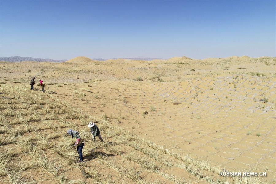 Успешная борьба с опустыниванием при помощи "соломенной сетки" в Нинся-Хуэйском АР