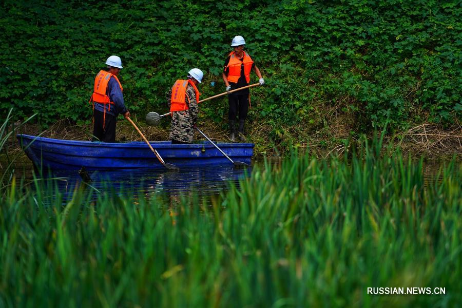 Очистка прудов в новом районе Сюнъань вступила в этап биоремедиации