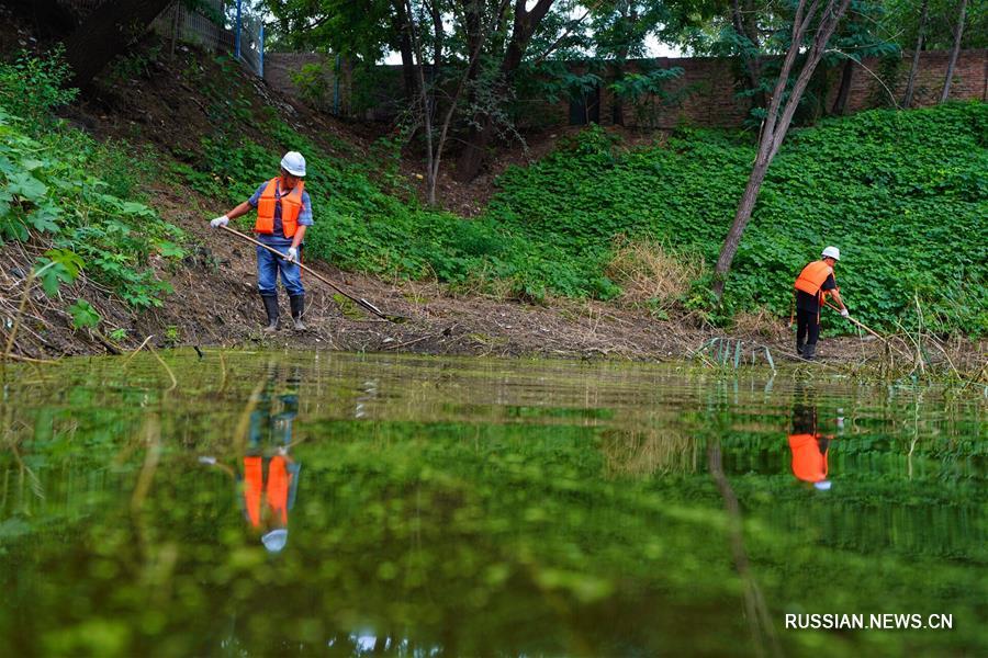 Очистка прудов в новом районе Сюнъань вступила в этап биоремедиации