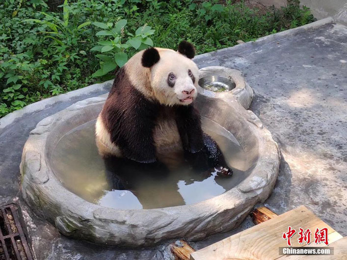 Старейшая большая панда отметила день рождения в Чунцине
