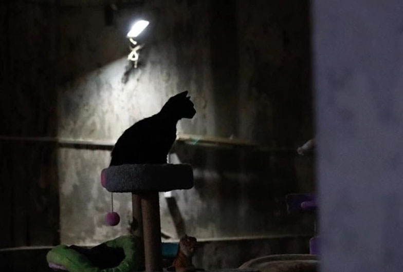 Молодой китаец ухаживает за бездомными кошками