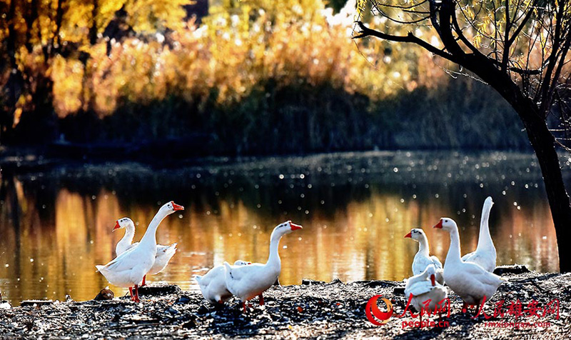Самые красивые осенние пейзажи нового района Сюнъань