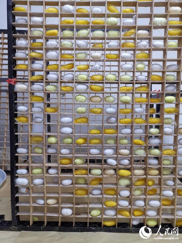 Участники краткосрочного семинара по программе Информационной сети ?Один пояс, один путь? посетили Музей культуры шелкопряда и шелка Тайхусюэ