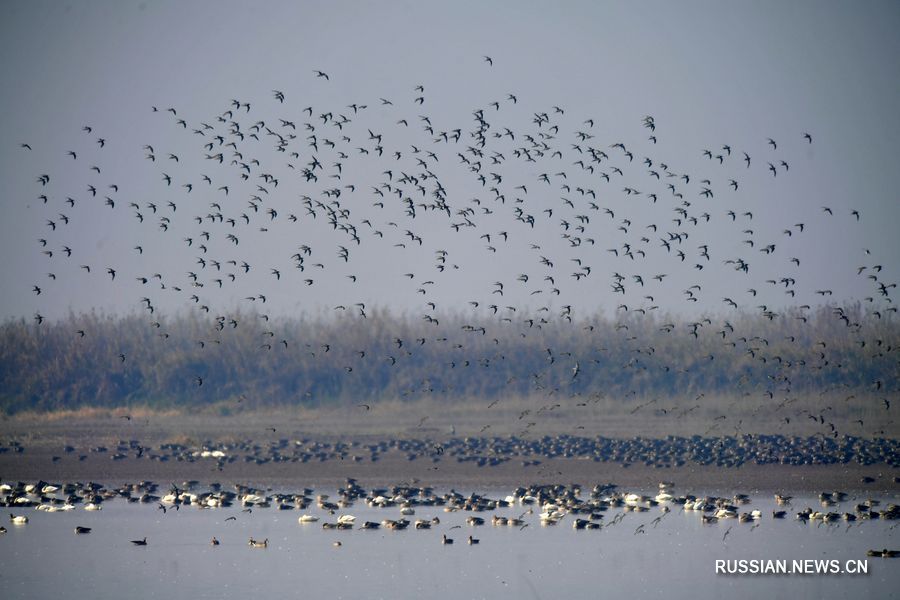 В Восточном Китае опубликовали Наньчанскую декларацию по охране водно-болотных угодий и перелетных птиц озера Поянху