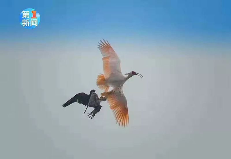 Охоту сапсана на красноногого ибиса сняли на камеру