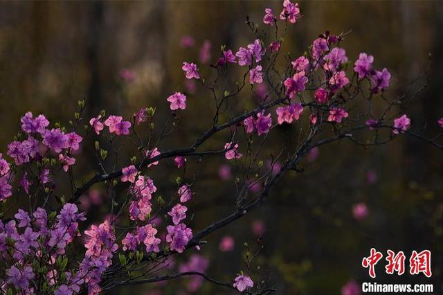 Майские рододендроны на берегу озера Ханка