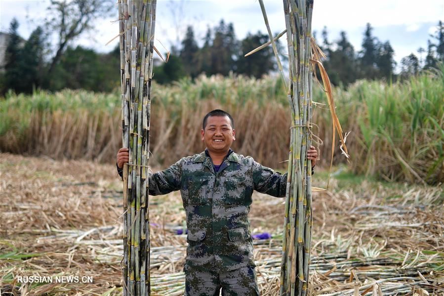 Развитие современного сельскохозяйственного производства в уезде Лучжай