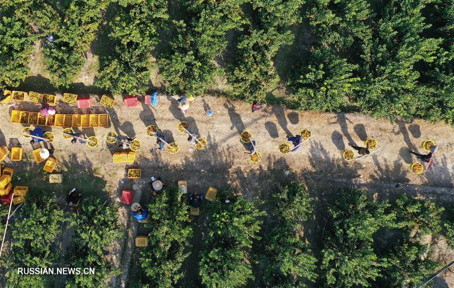 Развитие современного сельскохозяйственного производства в уезде Лучжай