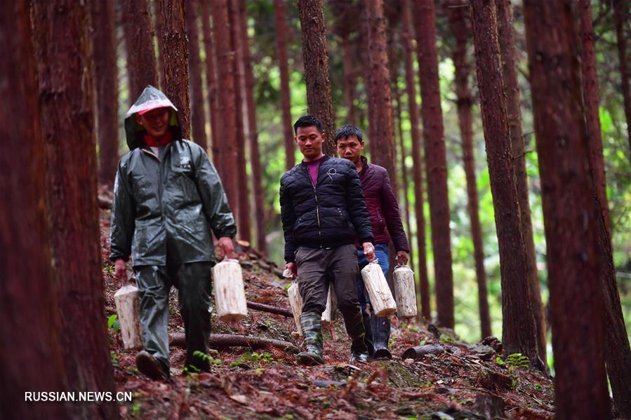 Развитие современного сельскохозяйственного производства в уезде Лучжай