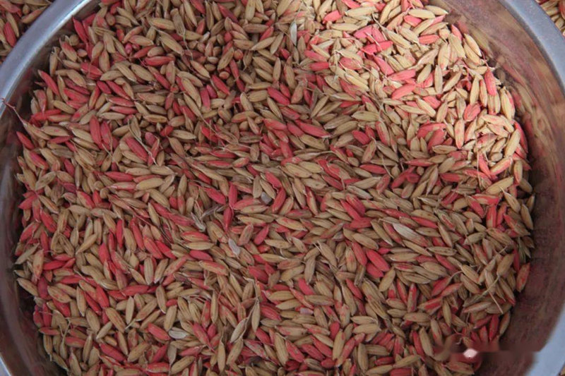 В?пустыне Внутренней Монголии в Китае экспериментально посадят суходольный рис 