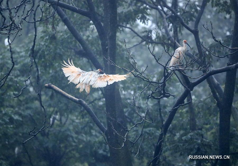 В "краю красноногих ибисов"