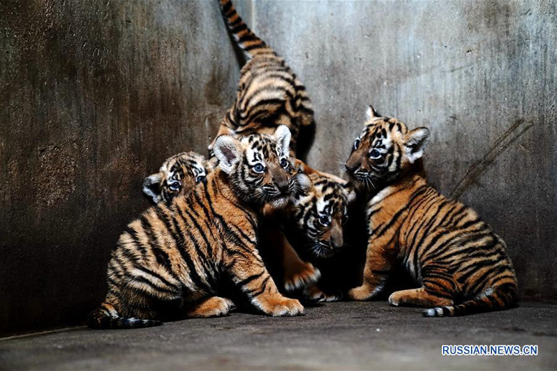 В Шанхайском зоопарке выбирают имена детенышам китайского тигра