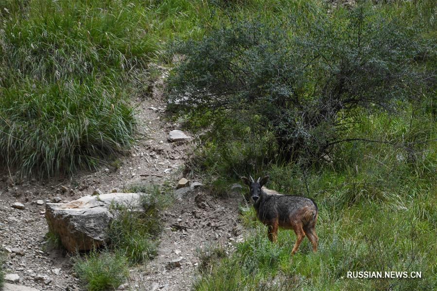 Китайские серау в национальном парке Саньцзянъюань