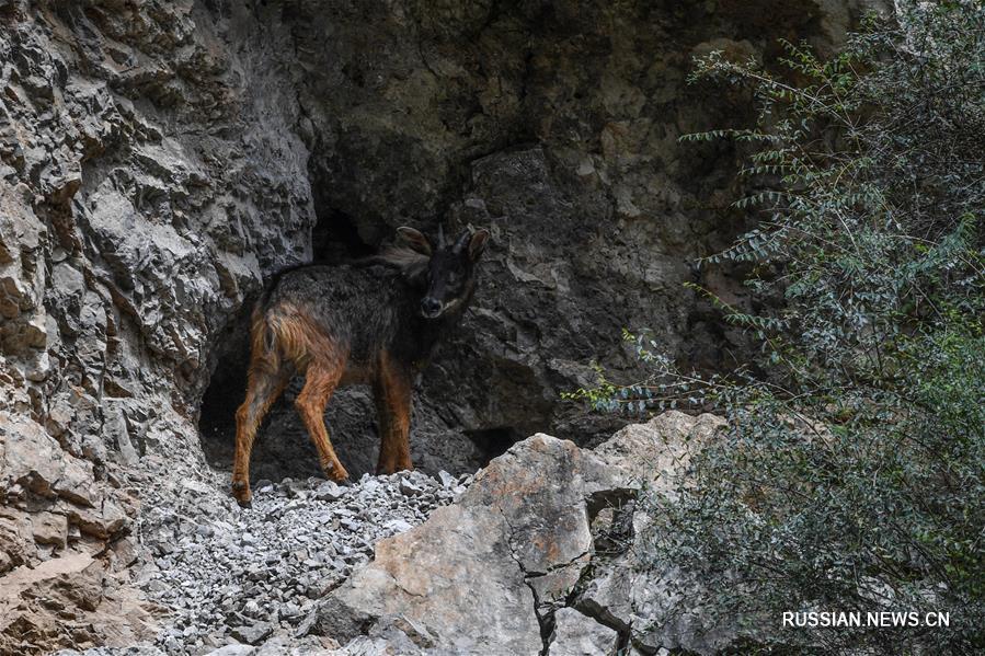 Китайские серау в национальном парке Саньцзянъюань