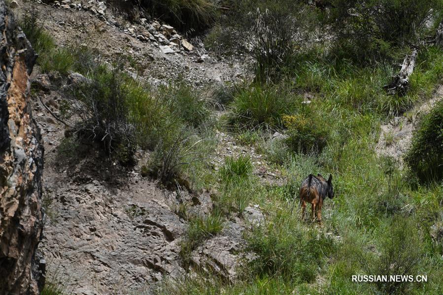 Китайские серау в национальном парке Саньцзянъюань