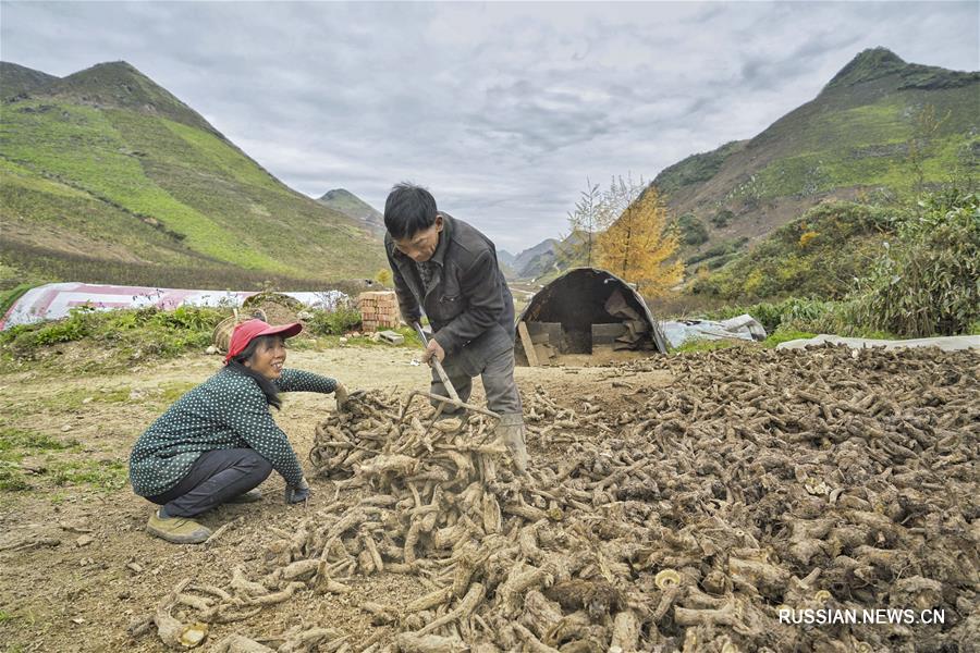 ыращивание лекарственных растений как эффективный рецепт от бедности